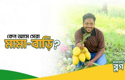 কেন আমে সেরা মামা-বাড়ি?